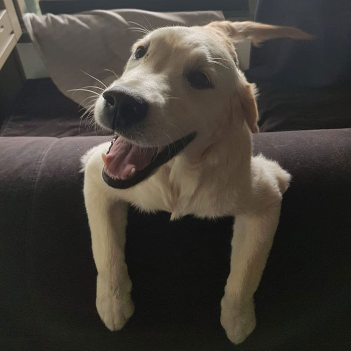 This Adorable Golden Retriever Can't Leave Home Without His Mini-Me Stuffed Toy This Adorable Golden Retriever Can't Leave Home Without His Mini-Me Stuffed Toy