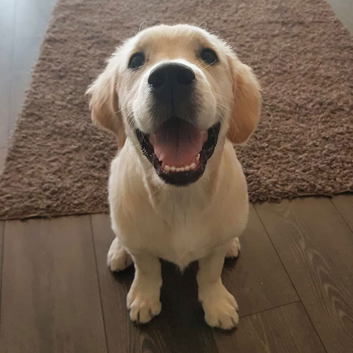 This Adorable Golden Retriever Can't Leave Home Without His Mini-Me Stuffed Toy This Adorable Golden Retriever Can't Leave Home Without His Mini-Me Stuffed Toy