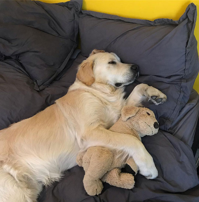 This Adorable Golden Retriever Can't Leave Home Without His Mini-Me Stuffed Toy