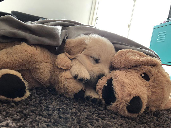 This Adorable Golden Retriever Can't Leave Home Without His Mini-Me Stuffed Toy This Adorable Golden Retriever Can't Leave Home Without His Mini-Me Stuffed Toy