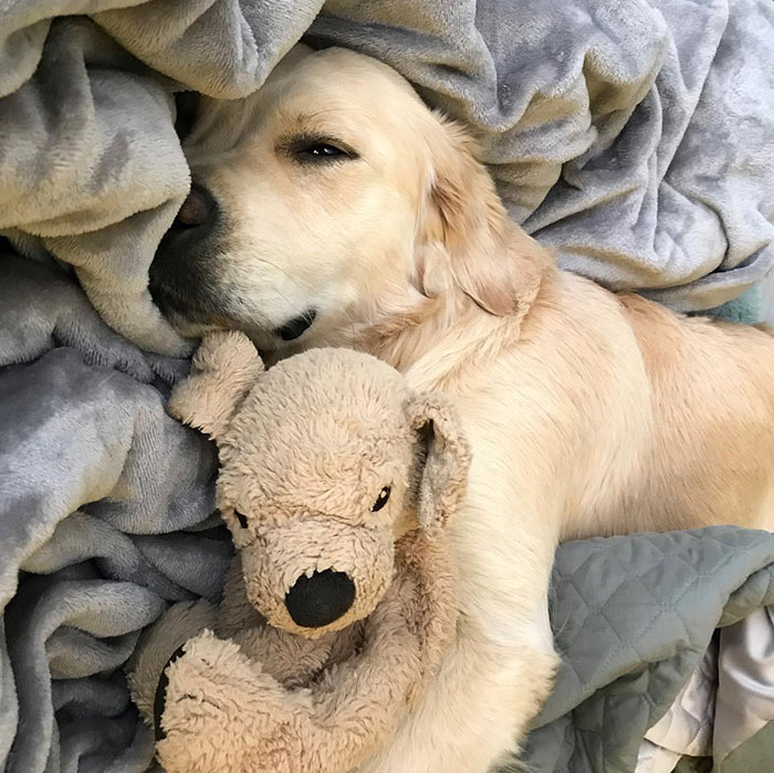 This Adorable Golden Retriever Can't Leave Home Without His Mini-Me Stuffed Toy This Adorable Golden Retriever Can't Leave Home Without His Mini-Me Stuffed Toy