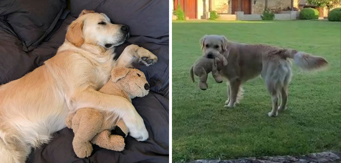 This Adorable Golden Retriever Can’t Leave Home Without His Mini-Me Stuffed Toy