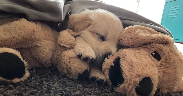 This Adorable Golden Retriever Can’t Leave Home Without His Mini-Me Stuffed Toy