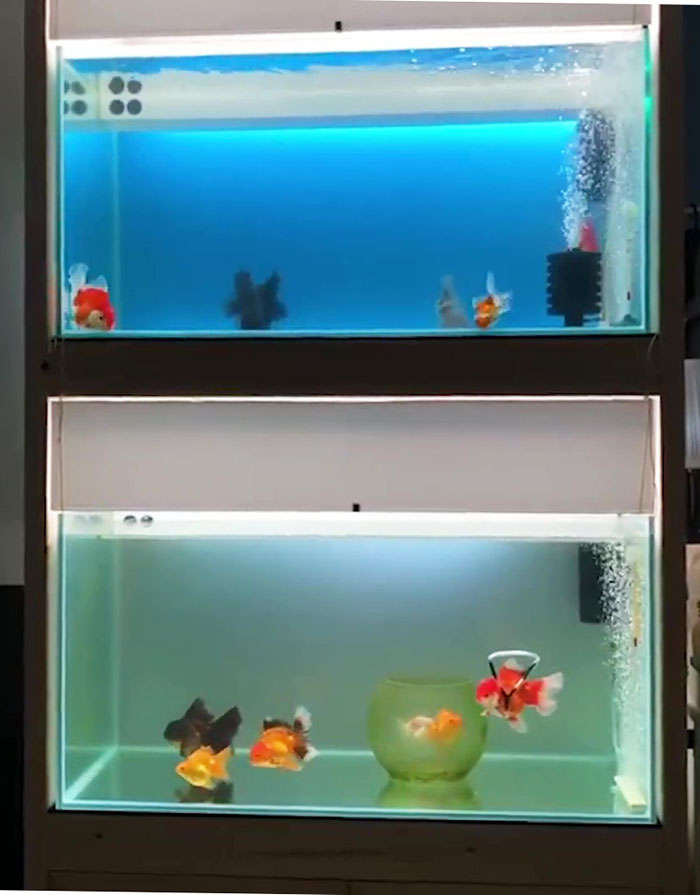 This Man Creates A Flotation Device To Save His Beloved Goldfish From Dying This Man Creates A Flotation Device To Save His Beloved Goldfish From Dying