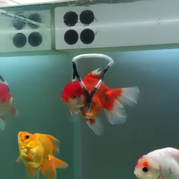 This Man Creates A Flotation Device To Save His Beloved Goldfish From Dying