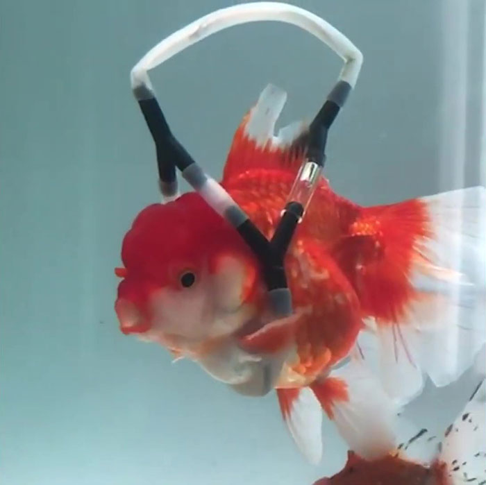 This Man Creates A Flotation Device To Save His Beloved Goldfish From Dying
