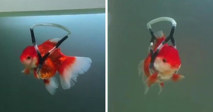 This Man Creates A Flotation Device To Save His Beloved Goldfish From Dying