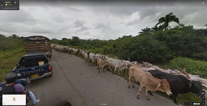 Google-Street-Animals