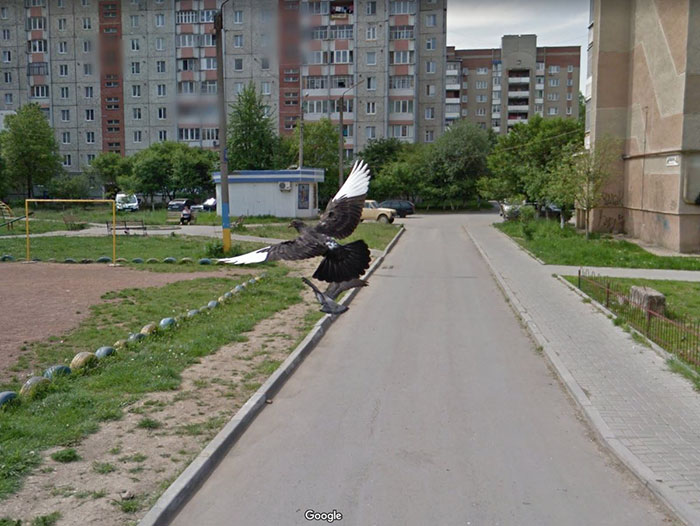 Google-Street-Animals