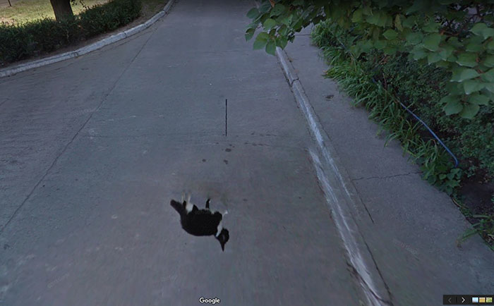 Google-Street-Animals