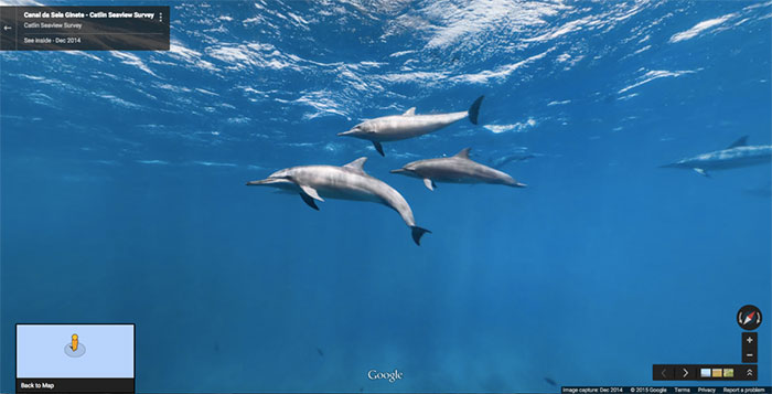 Google-Street-Animals