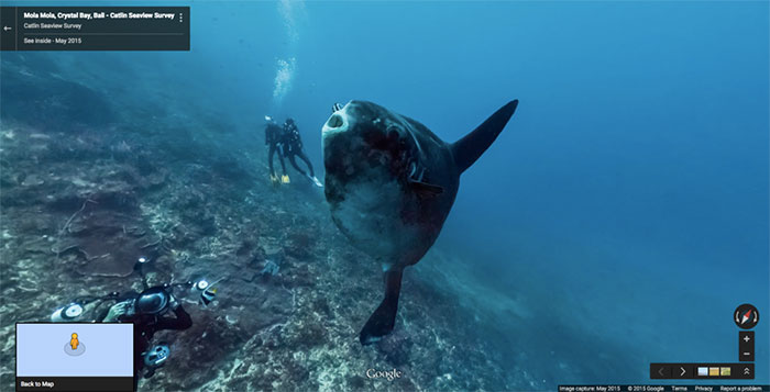 Google-Street-Animals