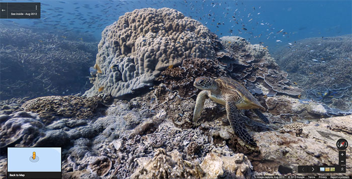 Google-Street-Animals