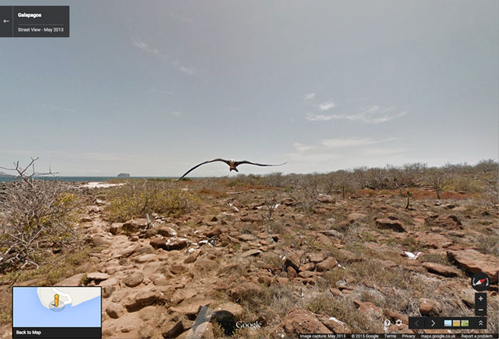 Google-Street-Animals