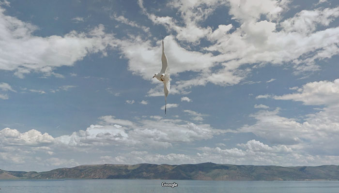 Google-Street-Animals