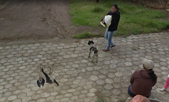 Google-Street-Animals