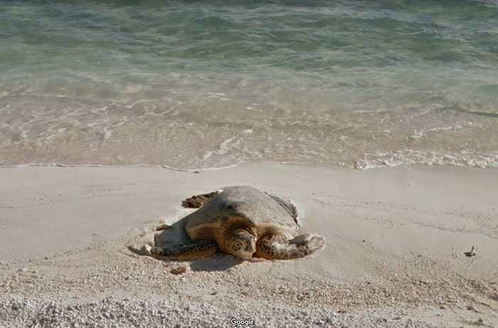 Google-Street-Animals