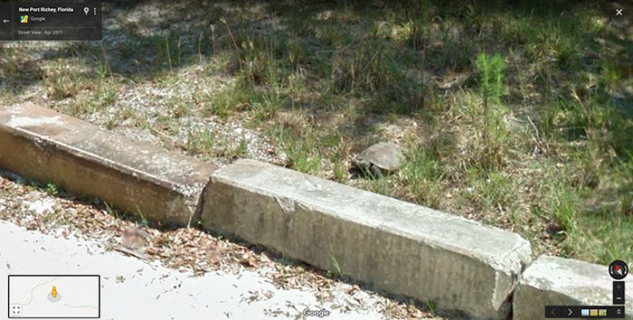 Google-Street-Animals