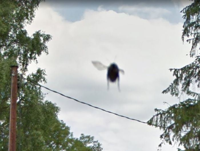 Google-Street-Animals