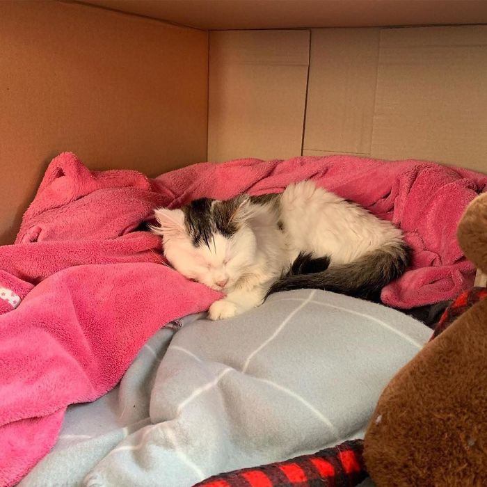 Owner Of Cat That Nearly Died Explains Why It's Terribly Dangerous To Own A Salt Lamp If You Have Pets 