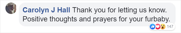 Owner Of Cat That Nearly Died Explains Why It's Terribly Dangerous To Own A Salt Lamp If You Have Pets 