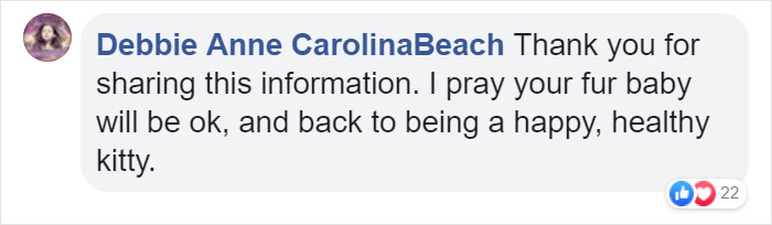 Owner Of Cat That Nearly Died Explains Why It's Terribly Dangerous To Own A Salt Lamp If You Have Pets 