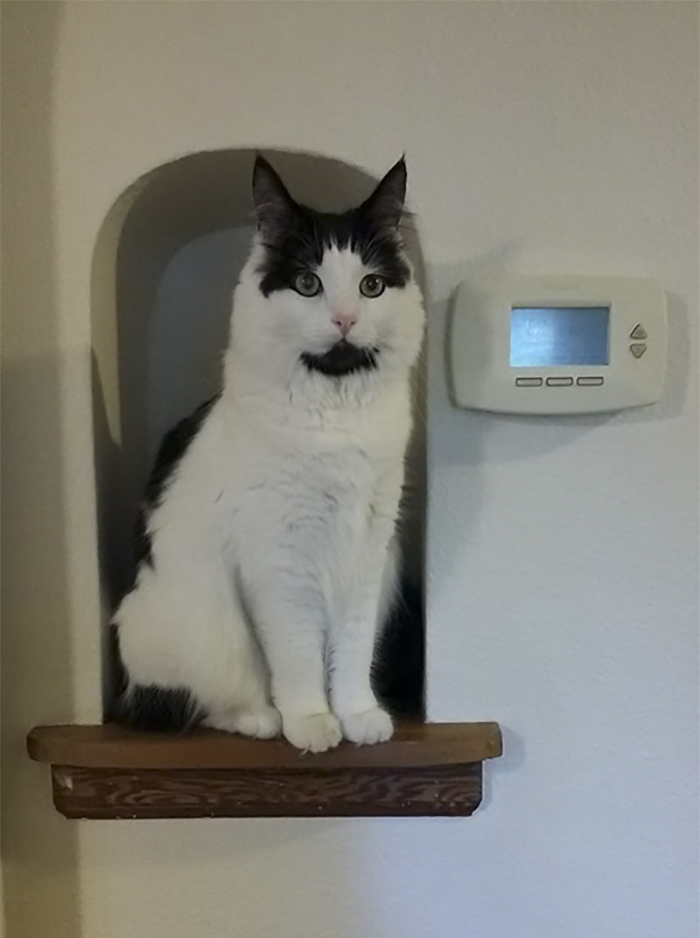 Owner Of Cat That Nearly Died Explains Why It's Terribly Dangerous To Own A Salt Lamp If You Have Pets 