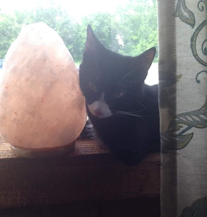 Owner Of Cat That Nearly Died Explains Why It's Terribly Dangerous To Own A Salt Lamp If You Have Pets 