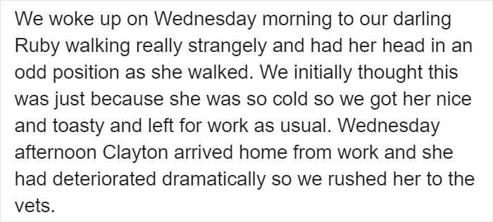 Owner Of Cat That Nearly Died Explains Why It's Terribly Dangerous To Own A Salt Lamp If You Have Pets 