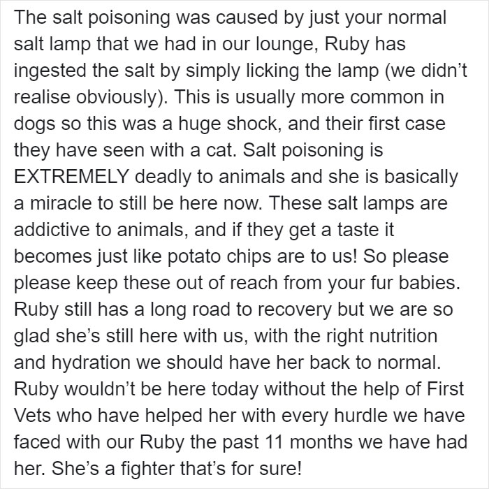 Owner Of Cat That Nearly Died Explains Why It's Terribly Dangerous To Own A Salt Lamp If You Have Pets 