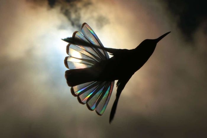 9 Magical Pictures Of Hummingbirds' Wings Shining Like Rainbows 9 Magical Pictures Of Hummingbirds' Wings Shining Like Rainbows