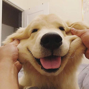 deepashrikulkarni avatar