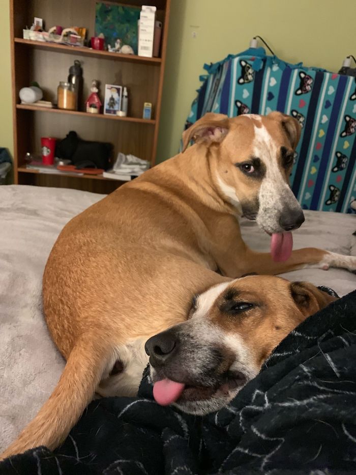 Caught My Twin Terrors Mid Lick! (Yes, Fish Is Sleeping On His Sister’s Butt :p)