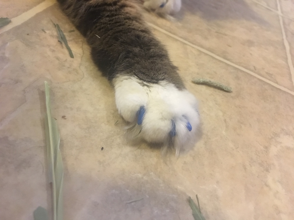 My Pets Got Their Nails Covered