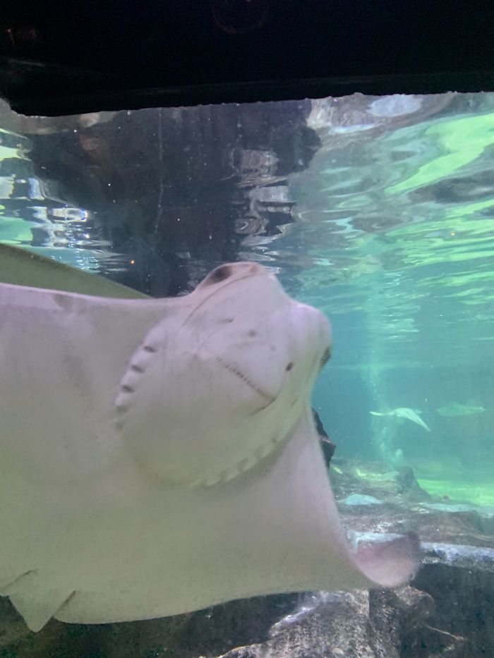 Stingray Faces