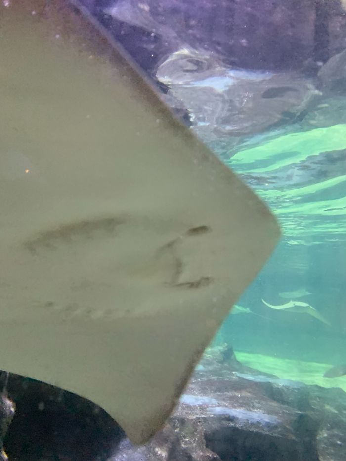 Stingray Faces