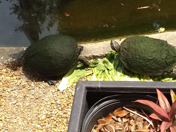 Forbidden Avacados