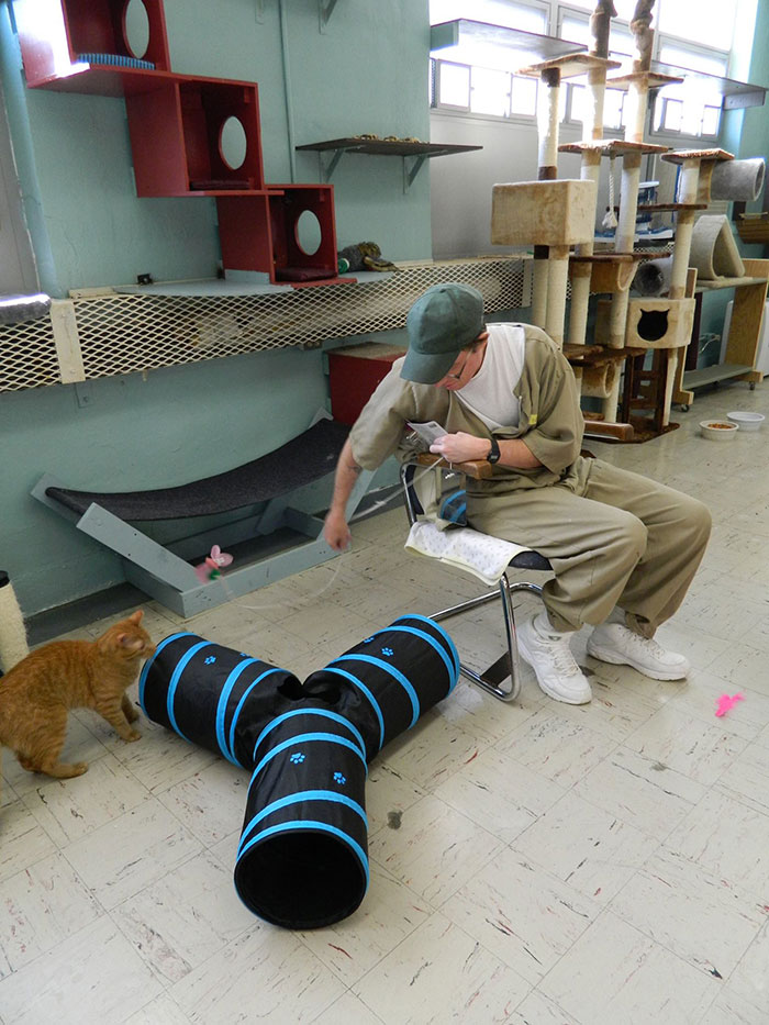 Prison In Indiana Accepts Shelter Cats And They Change Prisoners
