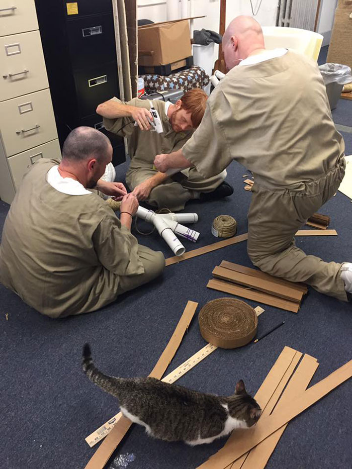 Prison In Indiana Accepts Shelter Cats And They Change Prisoners