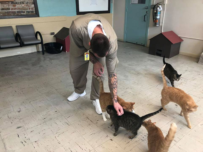 Prison In Indiana Accepts Shelter Cats And They Change Prisoners