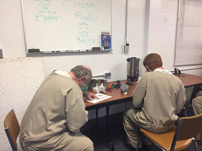 Prison In Indiana Accepts Shelter Cats And They Change Prisoners Prison In Indiana Accepts Shelter Cats And They Change Prisoners