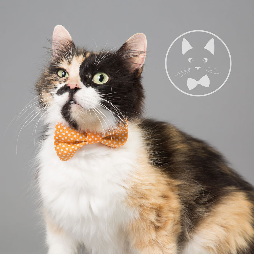 I Help Dapper Cats Find Love