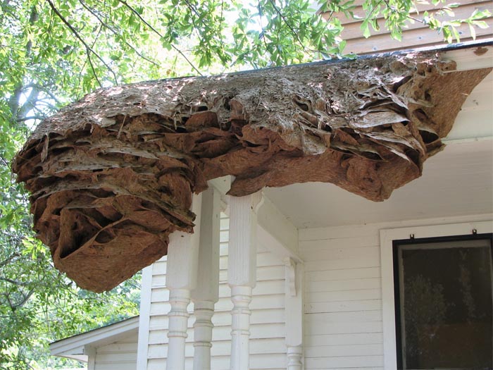 Wasps Are Building Massive "Super Nests" In Alabama And People Are Frightened Wasps Are Building Massive "Super Nests" In Alabama And People Are Frightened