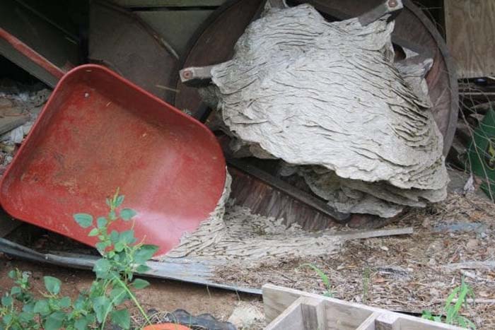 Wasps Are Building Massive "Super Nests" In Alabama And People Are Frightened Wasps Are Building Massive "Super Nests" In Alabama And People Are Frightened