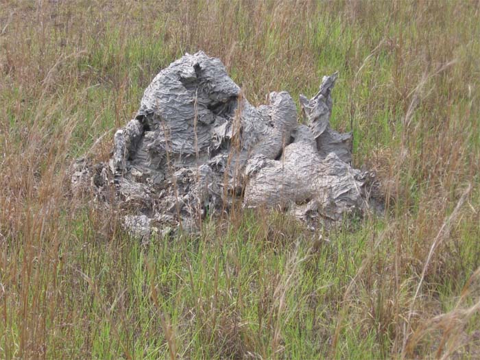 Wasps Are Building Massive "Super Nests" In Alabama And People Are Frightened Wasps Are Building Massive "Super Nests" In Alabama And People Are Frightened