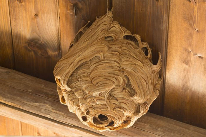 Wasps Are Building Massive "Super Nests" In Alabama And People Are Frightened Wasps Are Building Massive "Super Nests" In Alabama And People Are Frightened