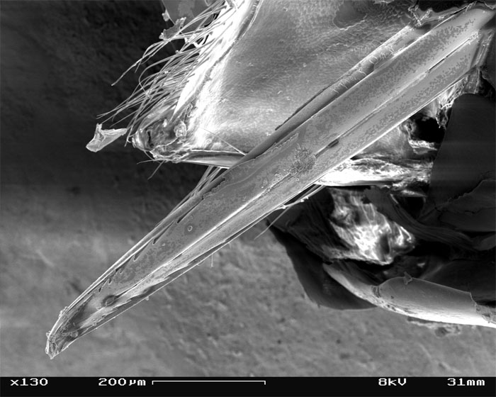 Wasps Are Building Massive "Super Nests" In Alabama And People Are Frightened Wasps Are Building Massive "Super Nests" In Alabama And People Are Frightened