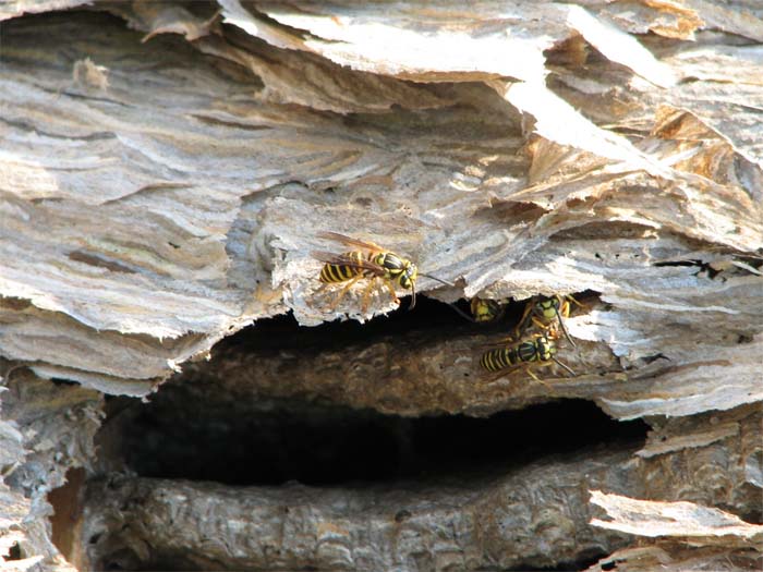 Wasps Are Building Massive "Super Nests" In Alabama And People Are Frightened Wasps Are Building Massive "Super Nests" In Alabama And People Are Frightened