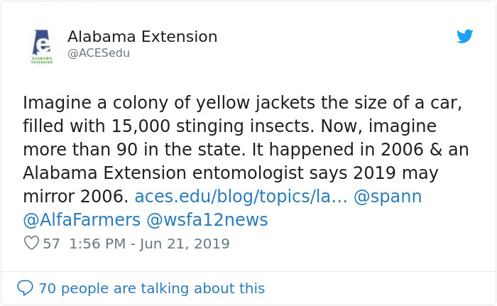 Wasps Are Building Massive "Super Nests" In Alabama And People Are Frightened Wasps Are Building Massive "Super Nests" In Alabama And People Are Frightened