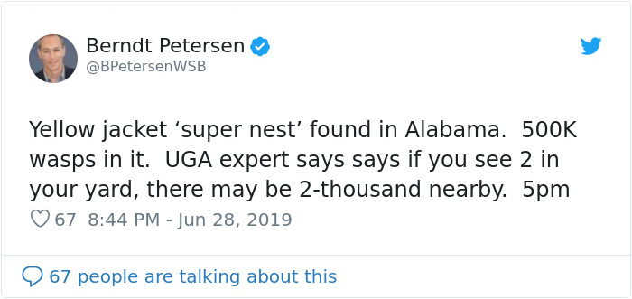 Wasps Are Building Massive "Super Nests" In Alabama And People Are Frightened Wasps Are Building Massive "Super Nests" In Alabama And People Are Frightened